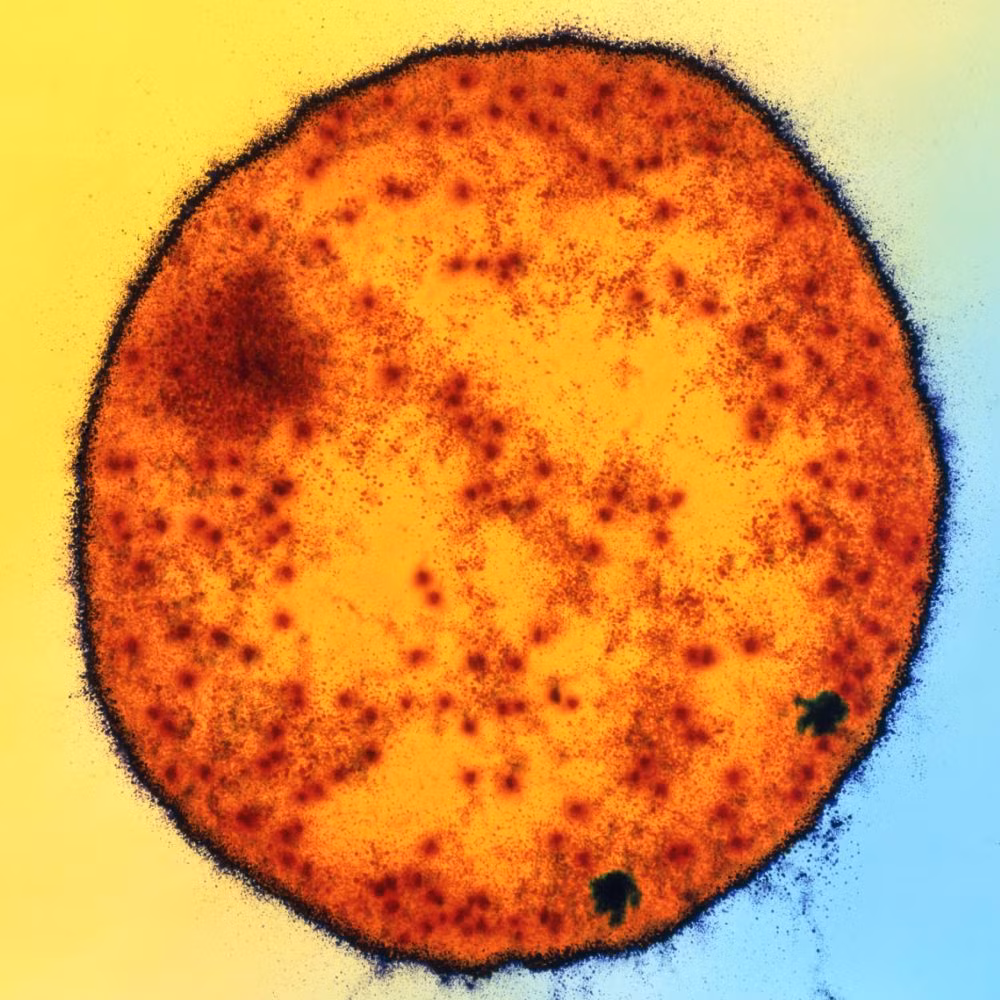 Cổ khuẩn Methanococcoides burtonii có đường kính 1,2 µm (1 µm = 0,001 mm), tồn tại ở đáy hồ Ace Nam Cực, trong điều kiện không có ôxy và nhiệt độ trung bình 0,6 độ C. Loài sinh vật nhân sơ này sản sinh ra khí mêtan.
