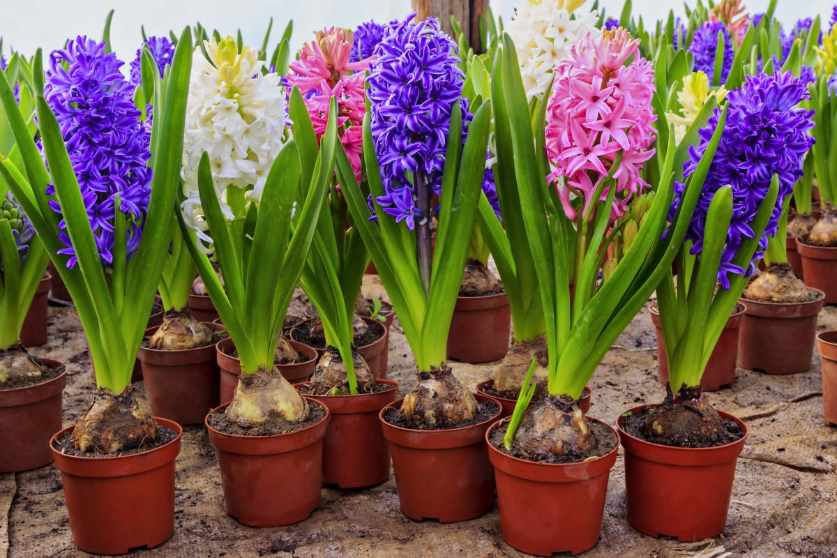 Cây lan dạ hương (Hyacinthus orientalis) gây ấn tượng với những chùm hoa màu sắc rực rỡ, được lai giống từ một loài thực vật bản địa Tây Nam Á cách đây nhiều thế kỷ.