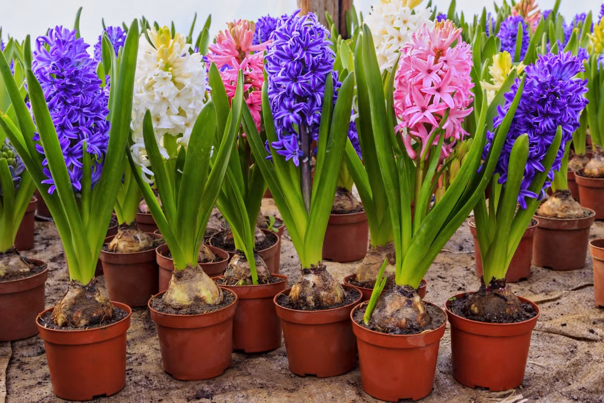 Cây lan dạ hương (Hyacinthus orientalis) gây ấn tượng với những chùm hoa màu sắc rực rỡ, được lai giống từ một loài thực vật bản địa Tây Nam Á cách đây nhiều thế kỷ.