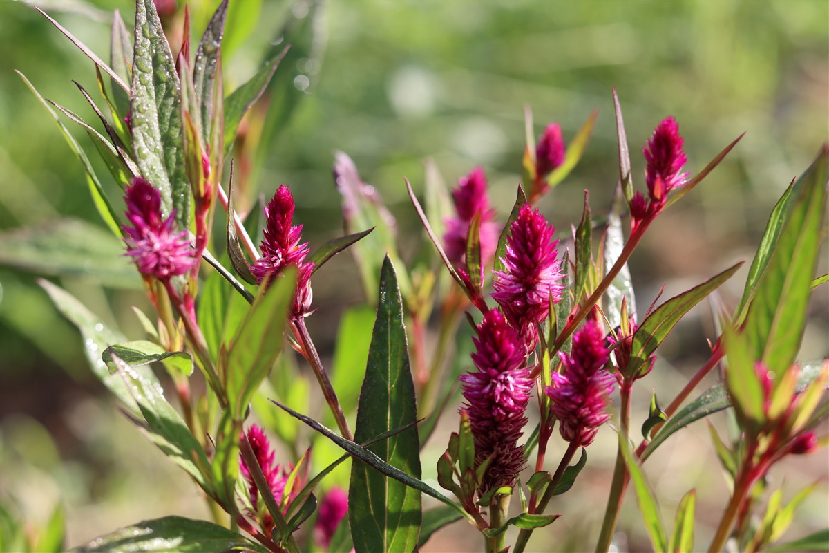 Cây hoa mào gà (Celosia argentea) có nguồn gốc từ một loài cây dại sống trên các triền dốc khô lẫn đá sỏi ở các vùng nhiệt đới châu Phi, châu Á, châu Mỹ. Chúng đã được lai tạo ra nhiều dạng có hoa bắt mắt để trồng làm cảnh.