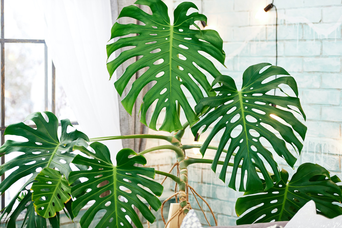 Ráy lá xẻ (Monstera deliciosa) là một loài ráy leo có nguồn gốc từ các rừng tậm Trung Mỹ. Phiến lá của loài cây cảnh được ưa chuộng này có những vết khoét sâu đặc trưng.