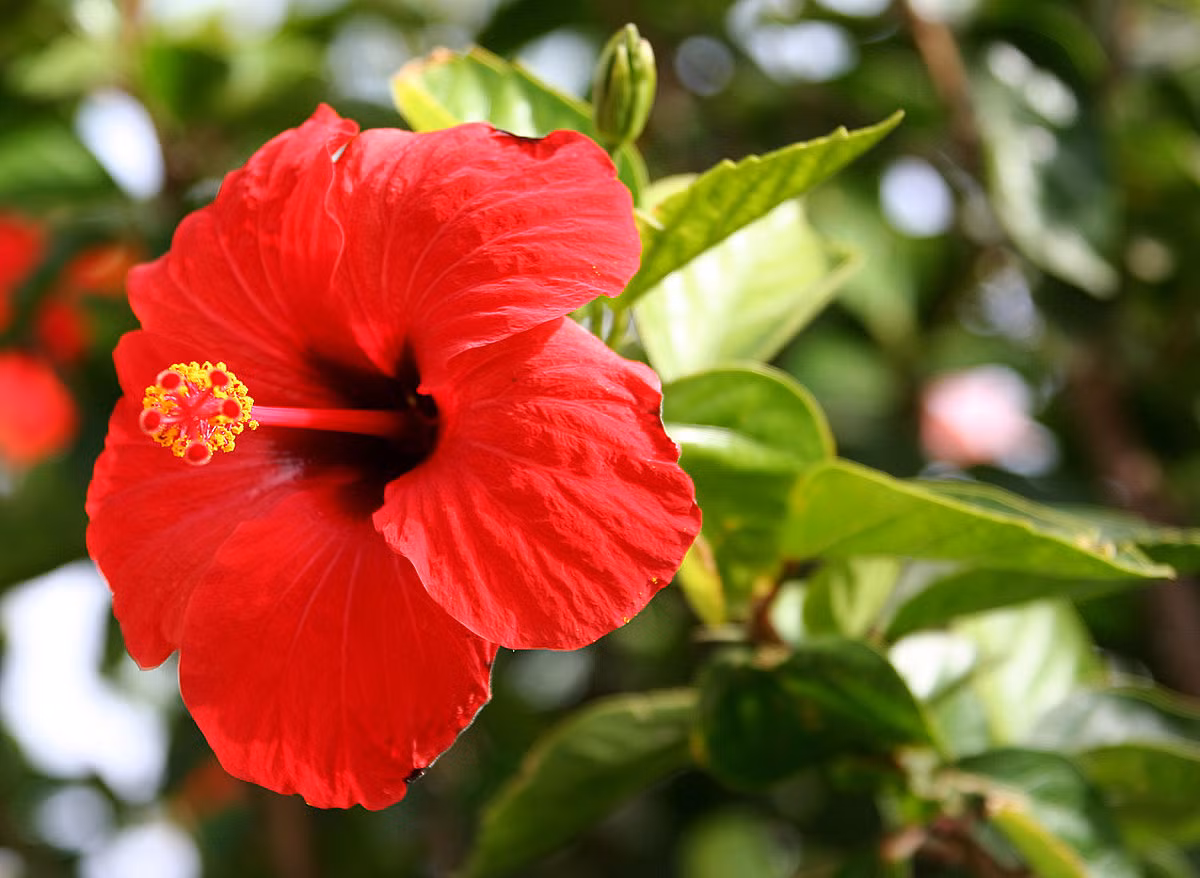 Cây hoa dâm bụt (Hibicus rosa-sinensis) là loài cây bản địa ở Đông Á. Loài cây này thường được trồng làm hàng rào vì mọc ken dày và có hoa rực rỡ.