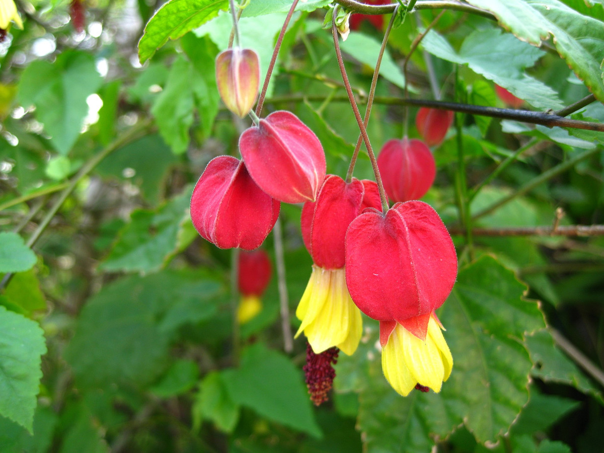 Cây bụp lồng đèn (Abutilon megapotamicum) có nguồn gốc từ Argentina, Brazil và Uruguay. Đây là loài cây cảnh phù hợp với những khu vườn nhiều nắng.