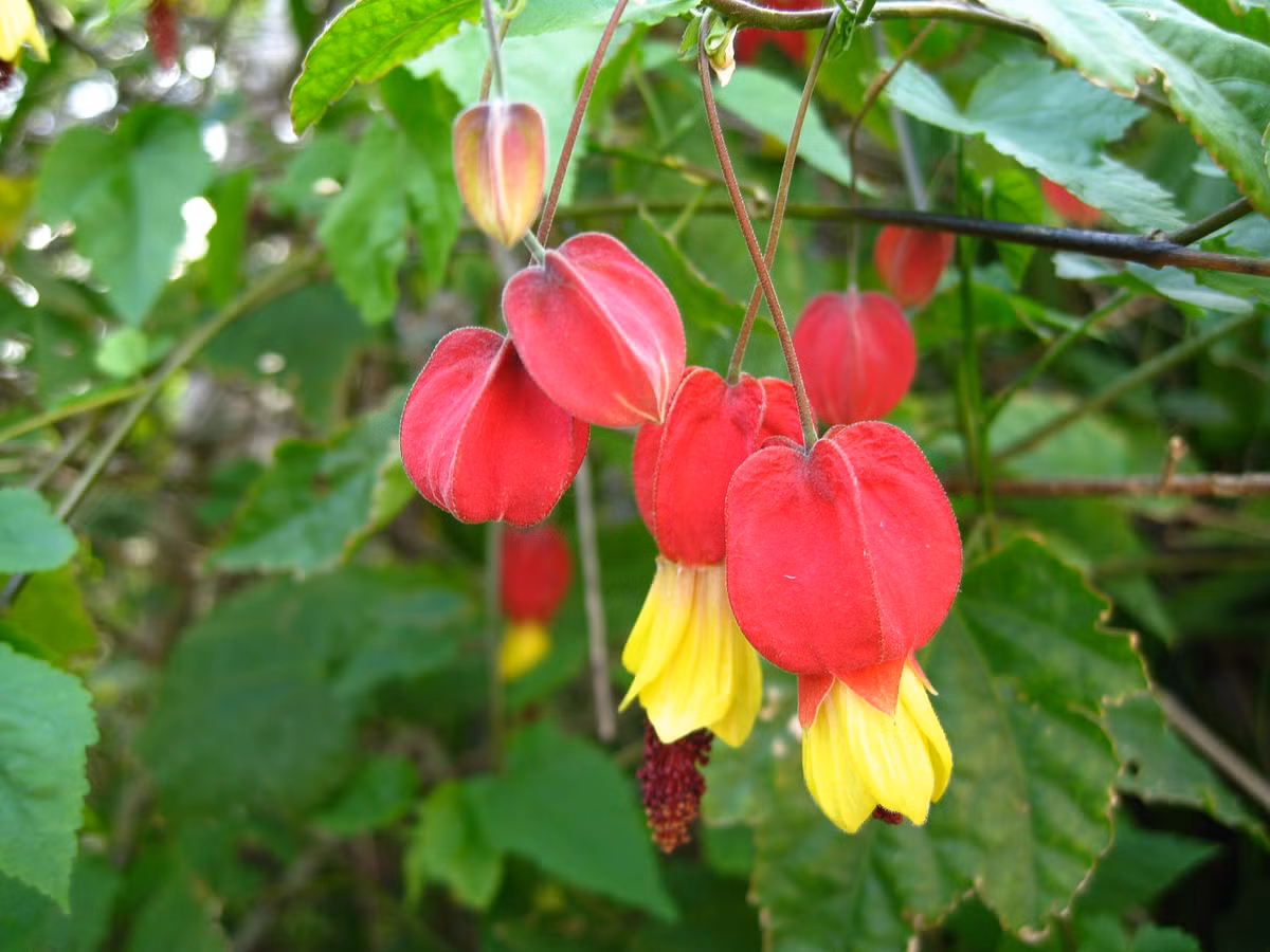 Cây bụp lồng đèn (Abutilon megapotamicum) có nguồn gốc từ Argentina, Brazil và Uruguay. Đây là loài cây cảnh phù hợp với những khu vườn nhiều nắng.