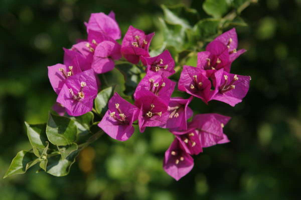 Cây hoa giấy (Bougainvillea glabra) là loài cây leo thường xanh mọc chậm có nguồn gốc từ Brazil. Bộ phận tưởng như cánh hoa thực ra là lá biến đổi, những bông hoa thực sự nằm trong, rất nhỏ và không nổi bật.
