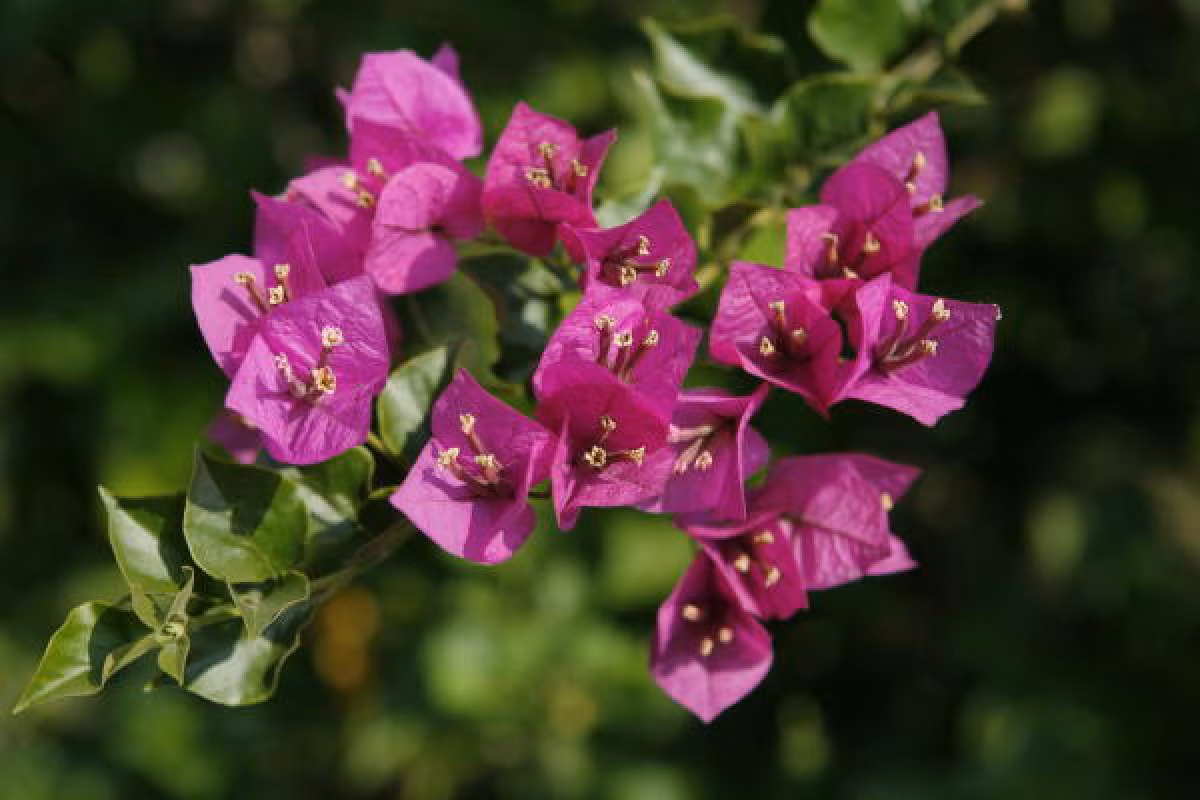 Cây hoa giấy (Bougainvillea glabra) là loài cây leo thường xanh mọc chậm có nguồn gốc từ Brazil. Bộ phận tưởng như cánh hoa thực ra là lá biến đổi, những bông hoa thực sự nằm trong, rất nhỏ và không nổi bật.