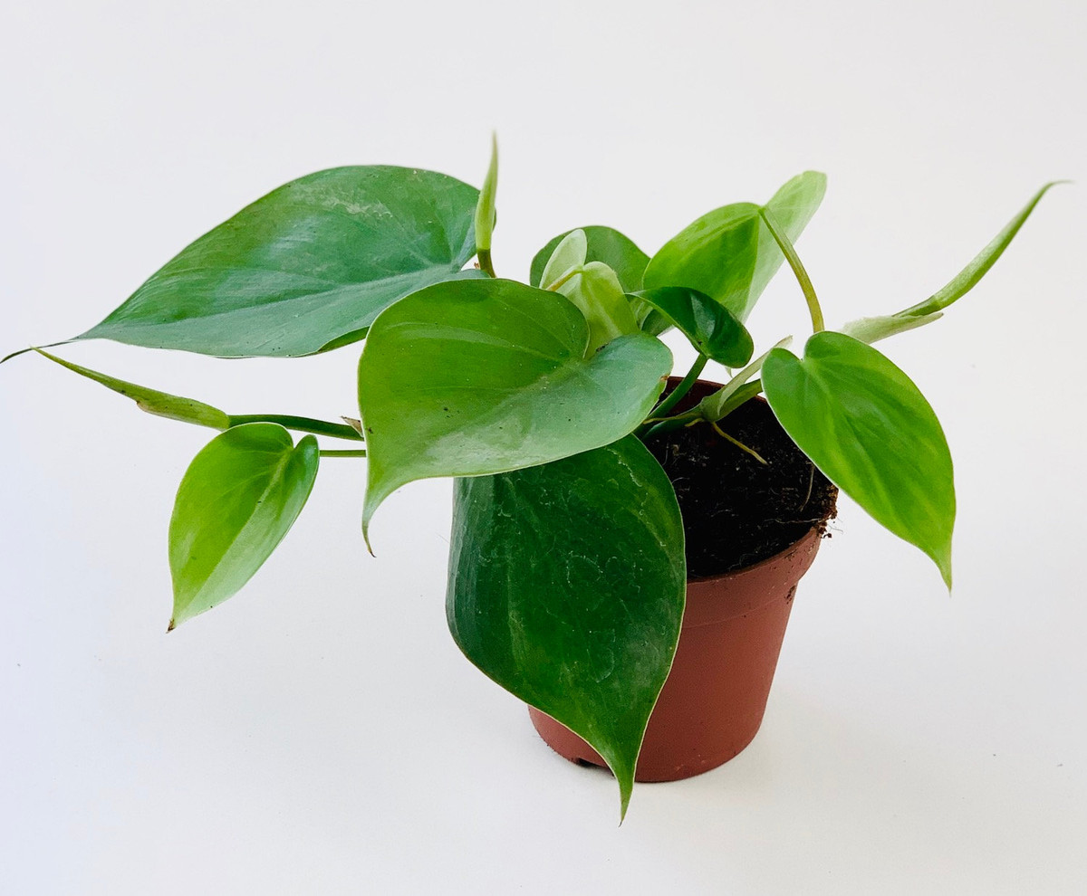 Cây vạn niên thanh hay trầu bà (Philodendron scandens) là một loài ráy bản địa rất phổ biến ở Trung Mỹ. Loài cây leo sinh trưởng nhanh này là một cây cảnh trong nhà thường gặp.