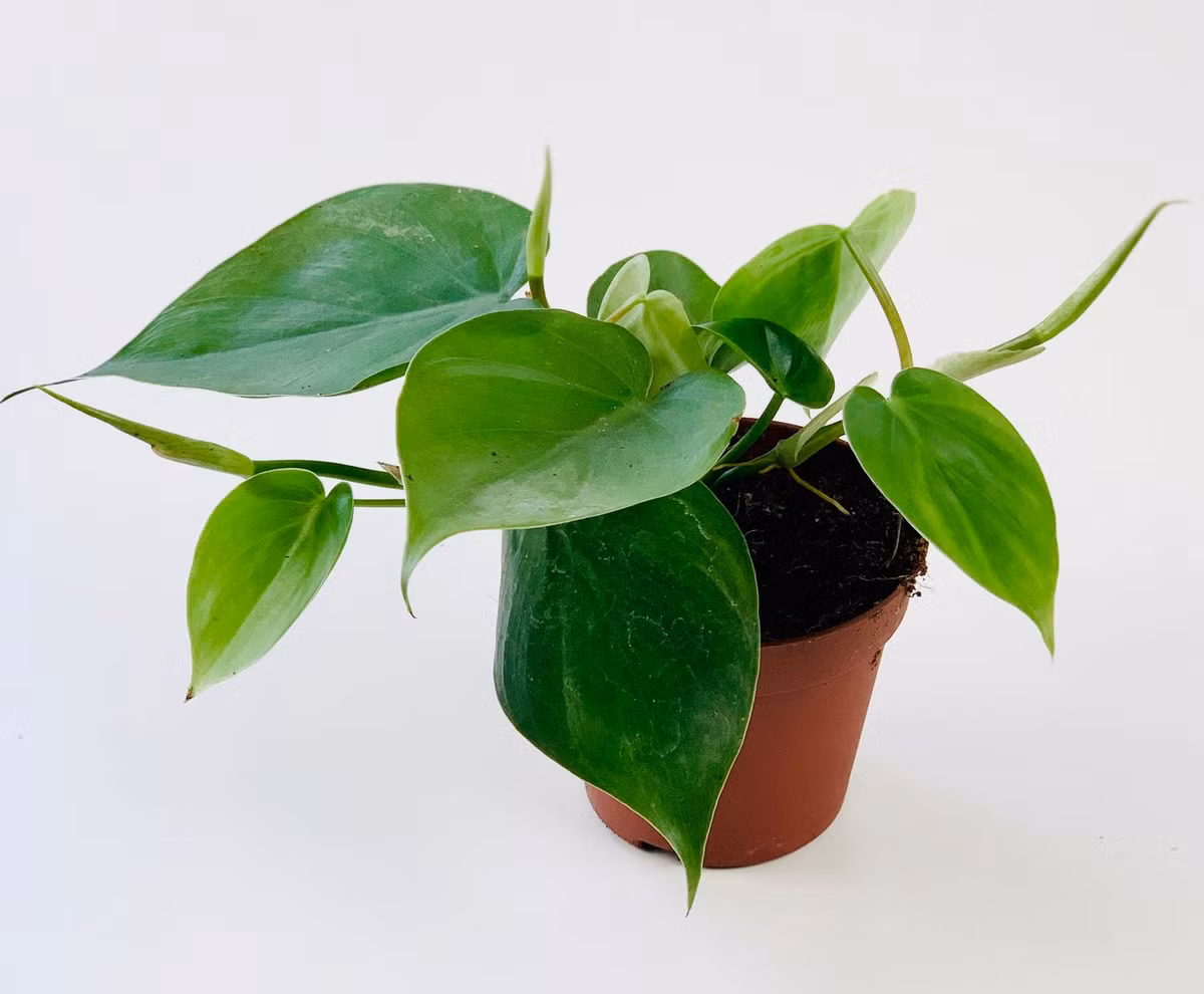 Cây vạn niên thanh hay trầu bà (Philodendron scandens) là một loài ráy bản địa rất phổ biến ở Trung Mỹ. Loài cây leo sinh trưởng nhanh này là một cây cảnh trong nhà thường gặp.