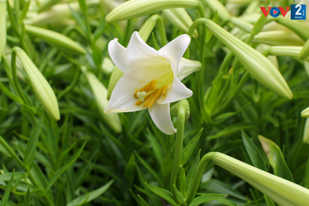 Cây hoa loa kèn (Lilium candidum) có nguồn gốc từ vùng Đông Địa Trung Hải, ngày nay là cây hoa được yêu thích trên toàn thế giới do vẻ duyên dáng và hương thơm quyến rũ.