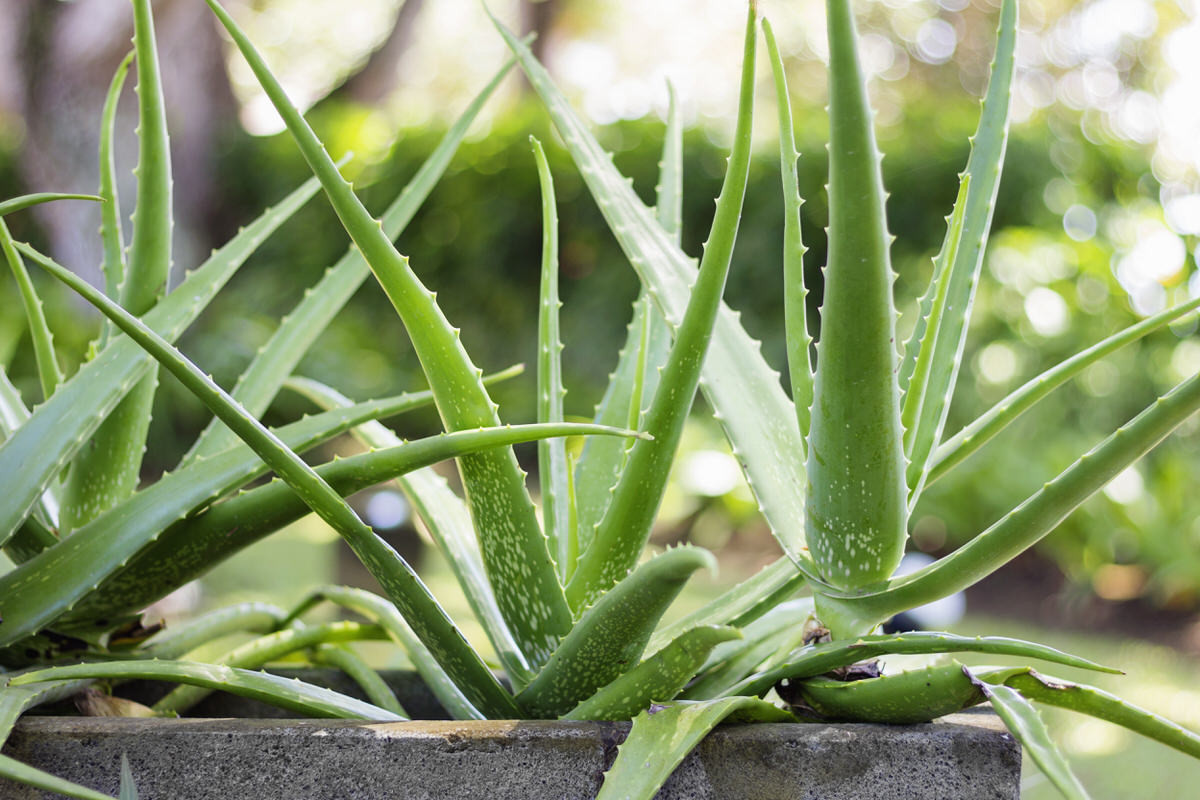 Cây lô hội (Aloe vera) có nguồn gốc từ các vùng khô hạn ở Bắc Phi. Có dược tính cao, chúng đã được trồng rộng rãi từ thời cổ đại.
