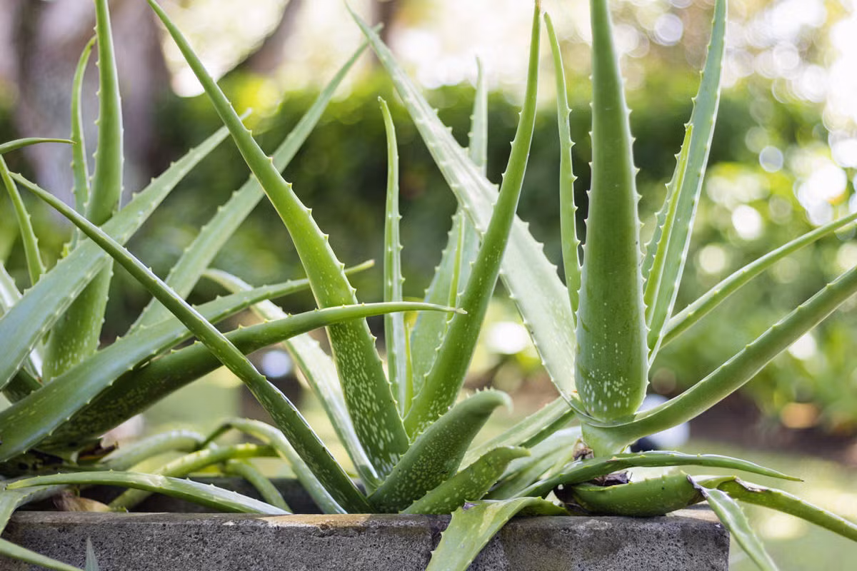 Cây lô hội (Aloe vera) có nguồn gốc từ các vùng khô hạn ở Bắc Phi. Có dược tính cao, chúng đã được trồng rộng rãi từ thời cổ đại.