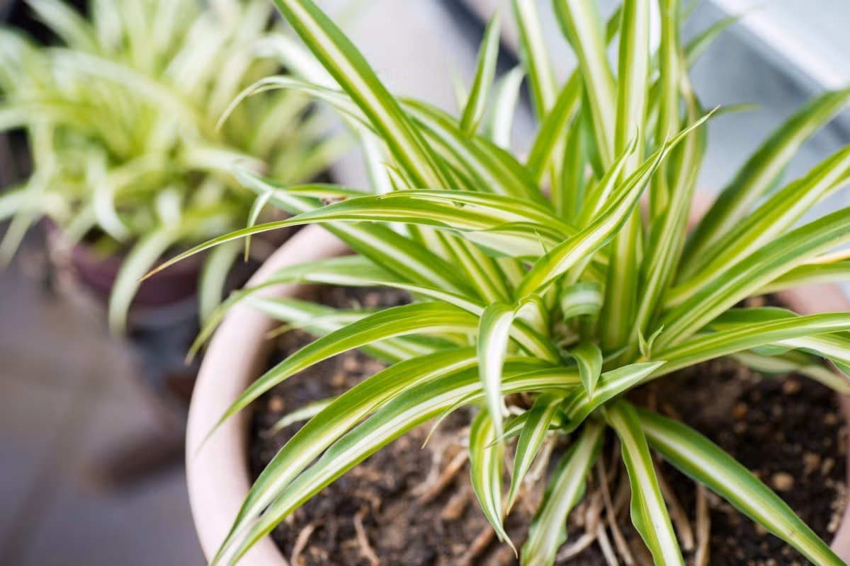 Cây lục thảo trổ, còn được coi là cây dây nhện, mẫu tử (Chlorophytum comosum) là một loài thực vật bản địa châu Phi. Có lá sọc bắt mắt và dễ dàng nhân giống từ cây con mọc ra từ gốc, chúng đã trở thành một trong những loài cây cảnh được trồng nhiều nhất.