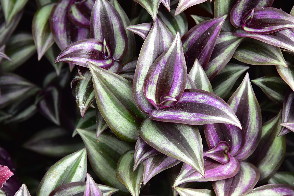 Cây thài lài tía (Tradescantia zebrina) là loài cây bò sát đất đến từ vùng nhiệt đới. Rất dễ sống, chúng là một cây cảnh trồng trong nhà quen thuộc.