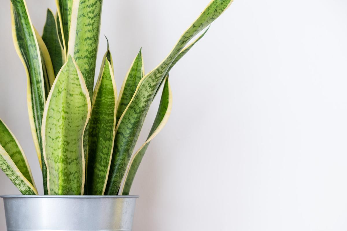 Cây lưỡi hổ sọc hay lưỡi hổ vằn (Sansevieria trifasciata) là loài cây nhiệt đới bản địa của Tây Phi. Không chỉ là cây trồng làm cảnh trong nhà, chúng còn là một loài cây trồng lấy sợi.