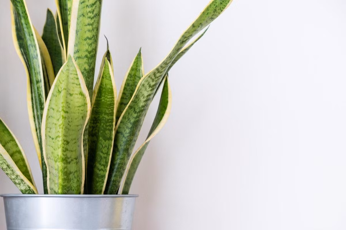 Cây lưỡi hổ sọc hay lưỡi hổ vằn (Sansevieria trifasciata) là loài cây nhiệt đới bản địa của Tây Phi. Không chỉ là cây trồng làm cảnh trong nhà, chúng còn là một loài cây trồng lấy sợi.