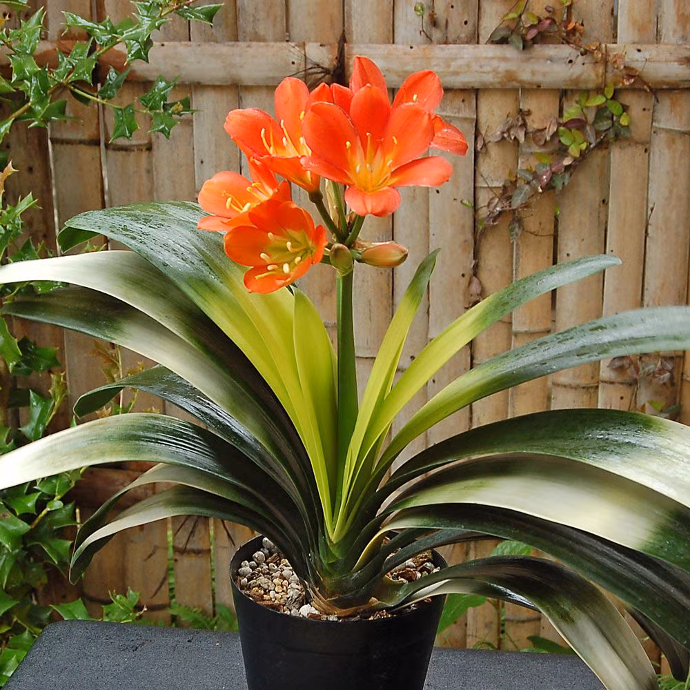 Cây quân tử lan (Clivia miniata) là loài cây có nguồn gốc từ rừng rậm Nam Phi. Loài cây có hoa rực rỡ này đã được các nhà làm vườn nhân giống để tạo ra nhiều dạng khác nhau nhằm phục phụ người chơi cây cảnh.