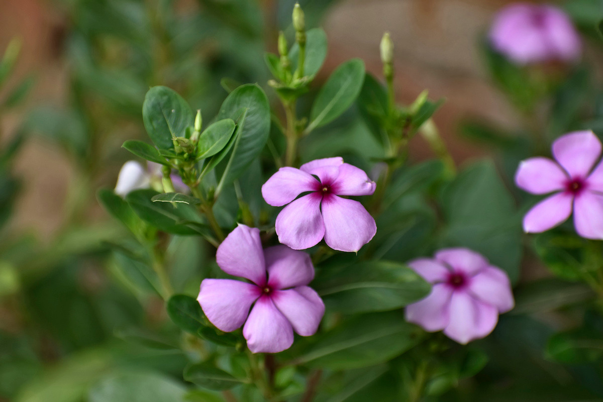 Cây dừa cạn (Catharanthus roseus) là cây cảnh được trồng ở nhiều nơi, nhưng đang nguy cấp tại chính quê hương là Madagascar. Lá cây này là nguồn ancaloit dùng để trị bệnh bạch cầu ở trẻ em.