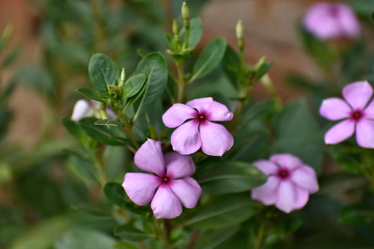 Cây dừa cạn (Catharanthus roseus) là cây cảnh được trồng ở nhiều nơi, nhưng đang nguy cấp tại chính quê hương là Madagascar. Lá cây này là nguồn ancaloit dùng để trị bệnh bạch cầu ở trẻ em.