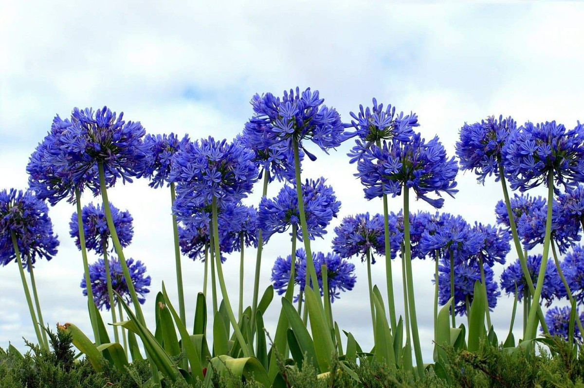Cây hoa thanh anh (Agapanthus africanus) có nguồn gốc Nam Phi, ngày nay được trồng ở nhiều nơi do có hoa đẹp. Loài cây này có thể sình tồn sau những đám cháy ở sinh cảnh bản địa bằng cách mọc chồi từ phần thân nạc nằm trong lòng đất.