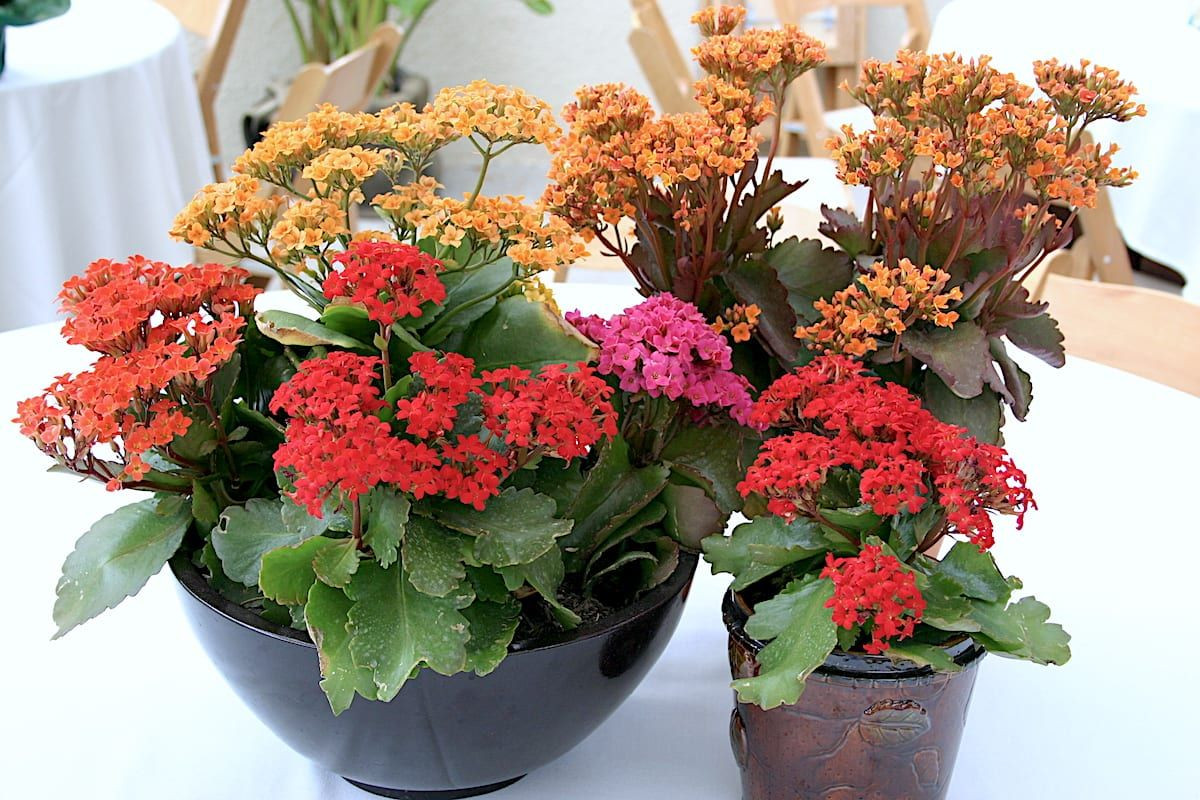 Cây thuốc bỏng hay cây sống đời (Kalanchoe blossfeldiana) có quê hương là các vùng khô hạn ở Madagascar. Các giống nhân tạo của loài cây này có nhiều màu sắc hoa khác nhau.