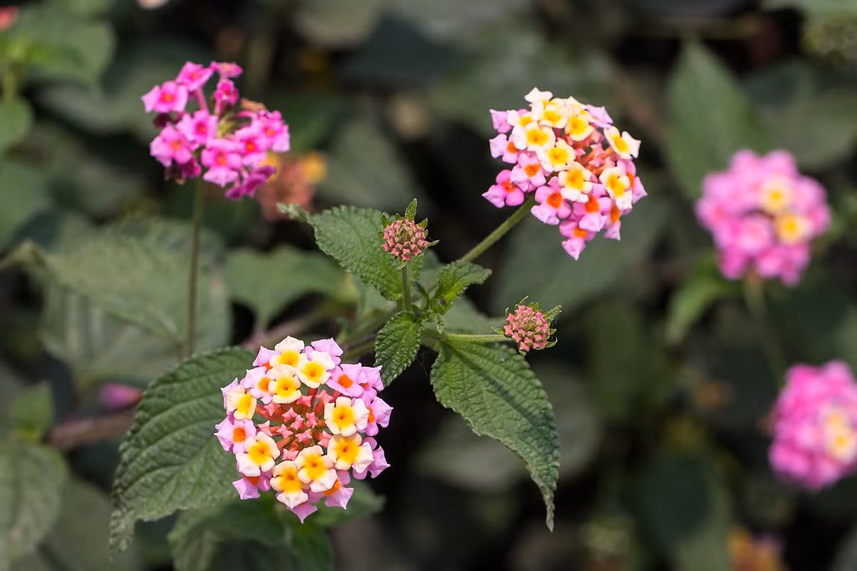 Cây hoa ngũ sắc (Lantana camara) là loài cây bụi bản địa châu Mỹ. Đây là một trong những loài cây xâm lấn mạnh mẽ nhất ở các vùng khí hậu ấm.