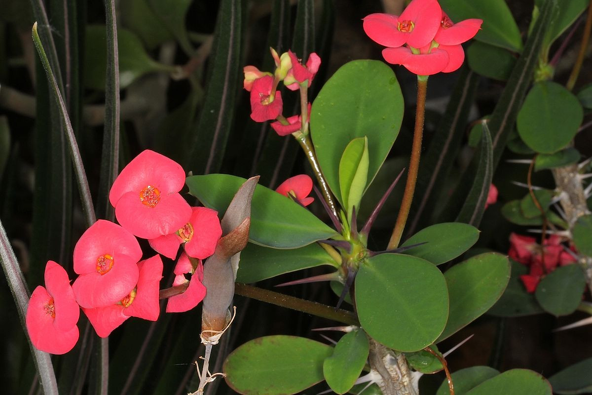 Cây xương rắn (Euphorbia milii) có nguồn gốc từ Madagascar, thường bị nhầm là có họ hàng với các loài xương rồng do có rất nhiều gau trên thân. Hoa của loài cây này màu đỏ hồng, đơm liên tục.