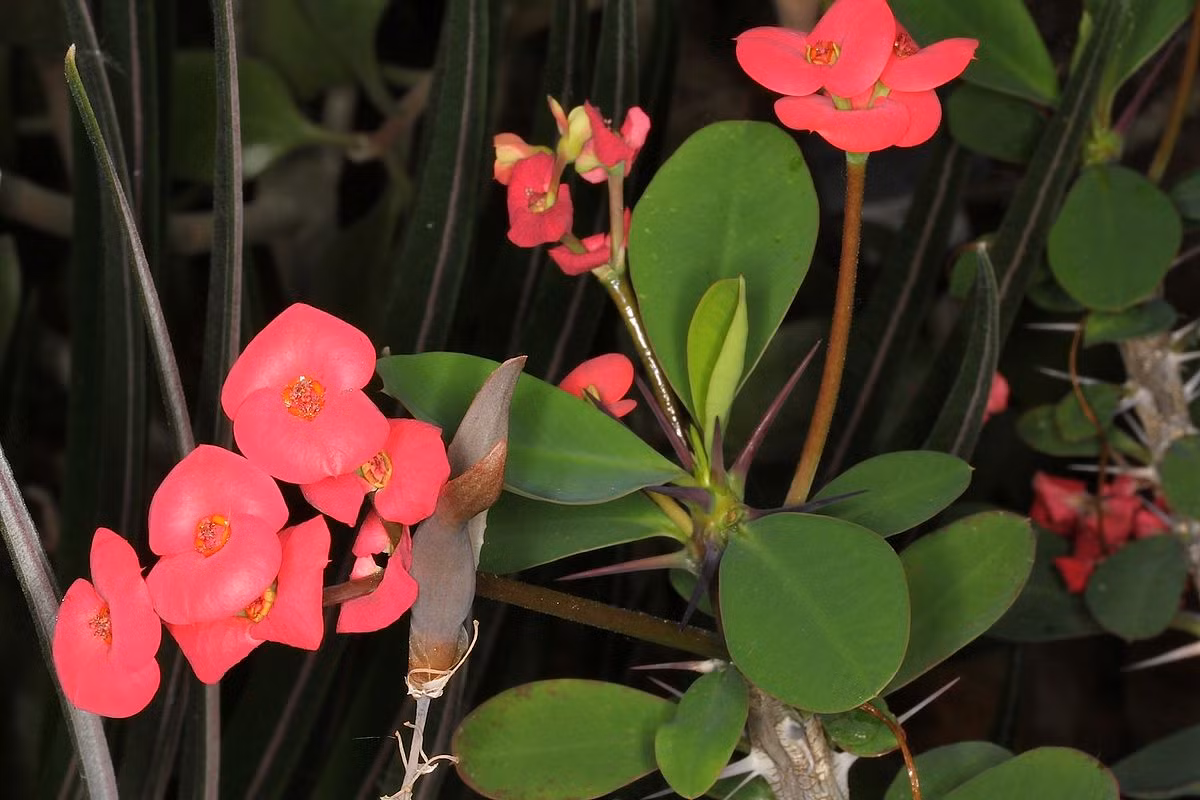 Cây xương rắn (Euphorbia milii) có nguồn gốc từ Madagascar, thường bị nhầm là có họ hàng với các loài xương rồng do có rất nhiều gau trên thân. Hoa của loài cây này màu đỏ hồng, đơm liên tục.