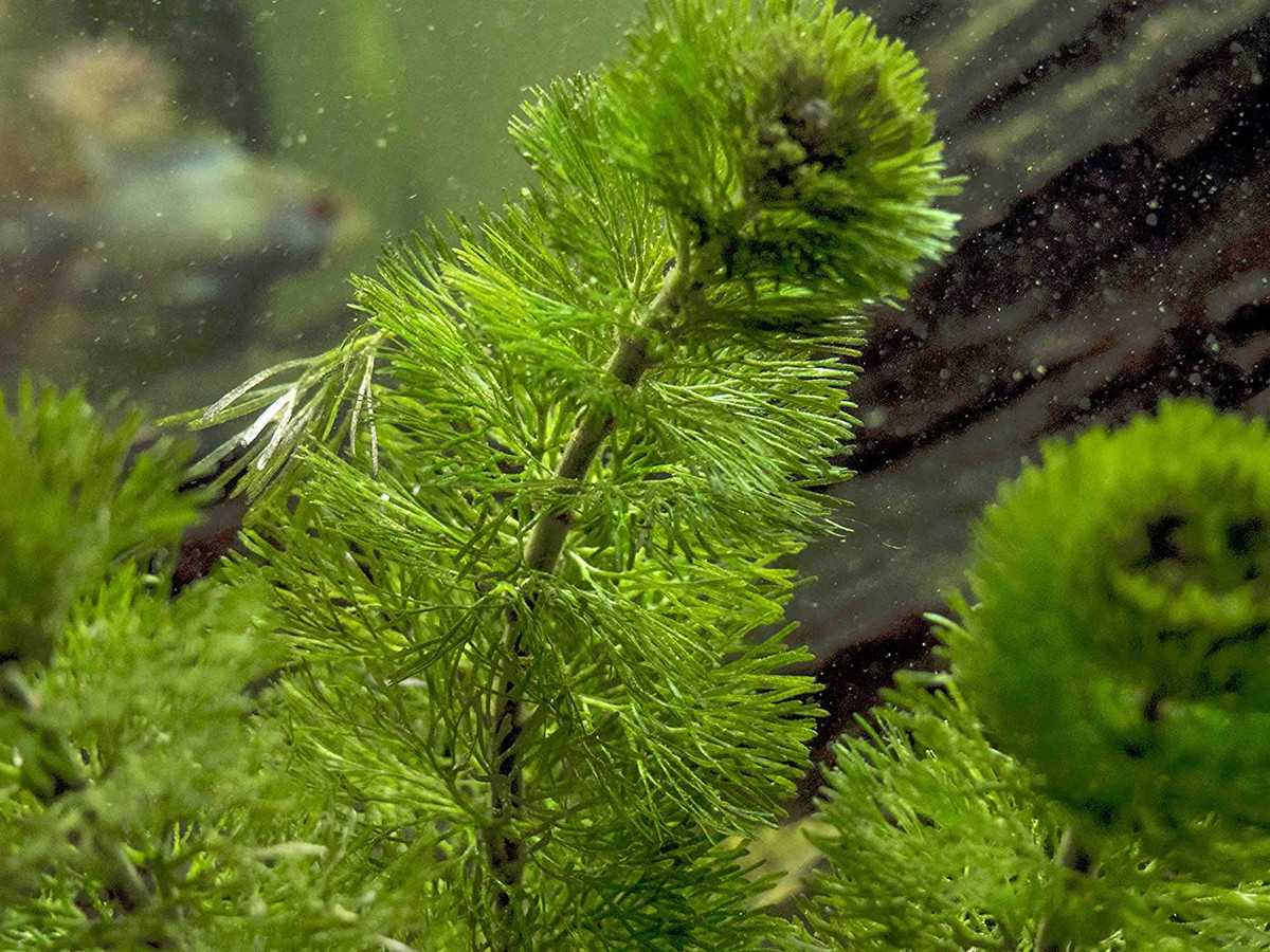 Rong lá ngò (Cabomba caroliniana) là loài cây mọc ở các sinh cảnh nước ngọt, lặng của khu vực Trung và Đông Nam nước Mỹ. Với khả năng thích ứng tốt, loài cây cảnh được trồng phổ biến trong bể cá này có thể trở thành một loài xâm lấn.