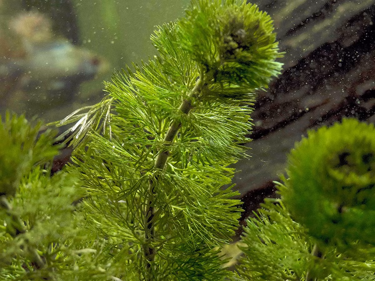 Rong lá ngò (Cabomba caroliniana) là loài cây mọc ở các sinh cảnh nước ngọt, lặng của khu vực Trung và Đông Nam nước Mỹ. Với khả năng thích ứng tốt, loài cây cảnh được trồng phổ biến trong bể cá này có thể trở thành một loài xâm lấn.