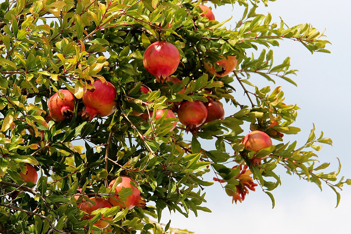 Cây lựu hay thạch lựu (Punica granatum) là loài cây bụi có gai gốc Tây Nam Á. Không chỉ trồng làm cảnh, chúng còn là cây ăn quả, được trồng rất nhiều ở khu vực quanh Địa Trung Hải.