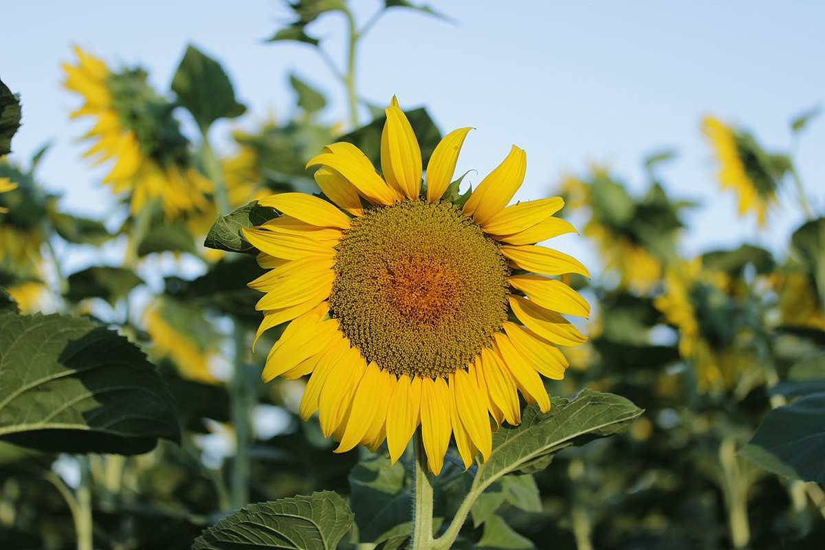 Cây hoa hướng dương (Helianthus annuus) là loài cây thường niên có nguồn gốc từ Mexico. Chúng được trồng làm cảnh và lấy hạt trên quy mô lớn vì hạt chứa rất nhiều dinh dưỡng.