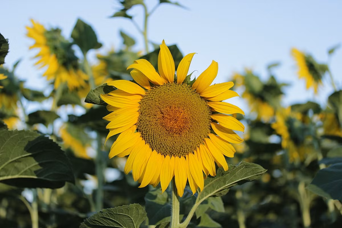 Cây hoa hướng dương (Helianthus annuus) là loài cây thường niên có nguồn gốc từ Mexico. Chúng được trồng làm cảnh và lấy hạt trên quy mô lớn vì hạt chứa rất nhiều dinh dưỡng.