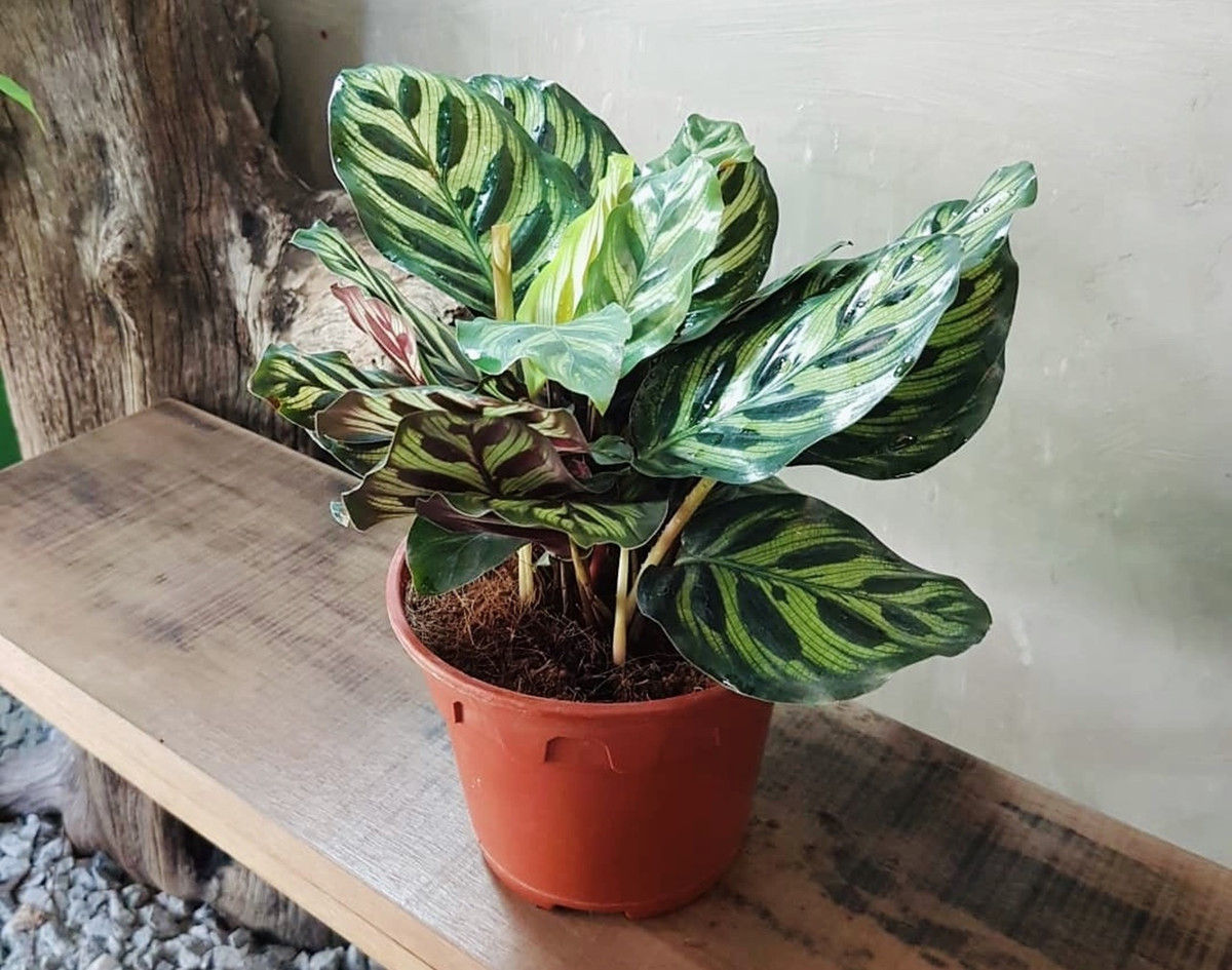 Cây hảo nguyện lá vằn hay cây đuôi công (Ctenanthe amabilis) là loài cây bản địa mọc trên tầng thảm tươi của rừng nhiệt đới Brazil. Khi trồng làm cảnh, loài cây này ưa khí hậu ấm và độ ẩm cao.