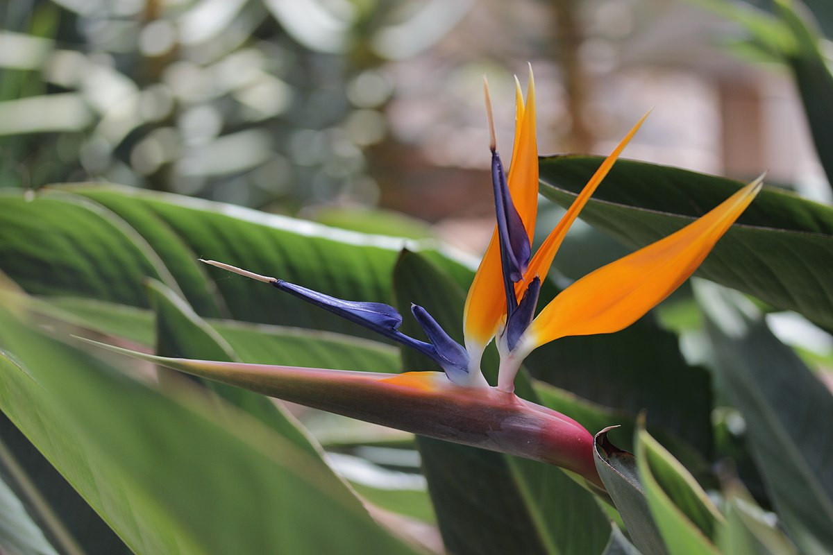 Câu hoa thiên điểu (Strelitzia reginae) là loài thực vật có nguồn gốc Nam Phi. Chúng được trồng trong vườn nhờ những bông hoa rực rỡ có hình dáng gợi liên tưởng đến các loài chim nhiệt đới.