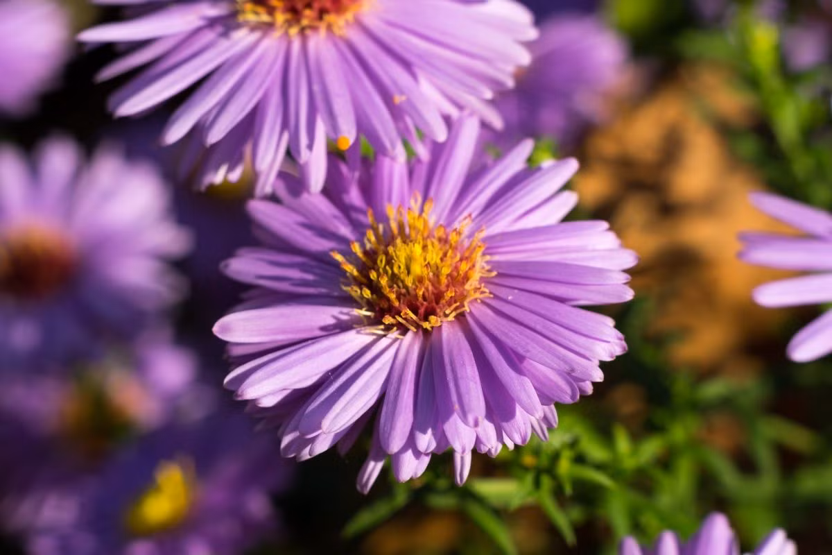 Cây thạch thảo (Symphotrichum novi-belgii) là cây bản địa ở khu vực Bắc Mỹ. Các nhà làm vườn đã tạo ra nhiều giống thạch thảo rực rỡ, nổi bật hơn nhiều so với cây nguyên bản trong tự nhiên.