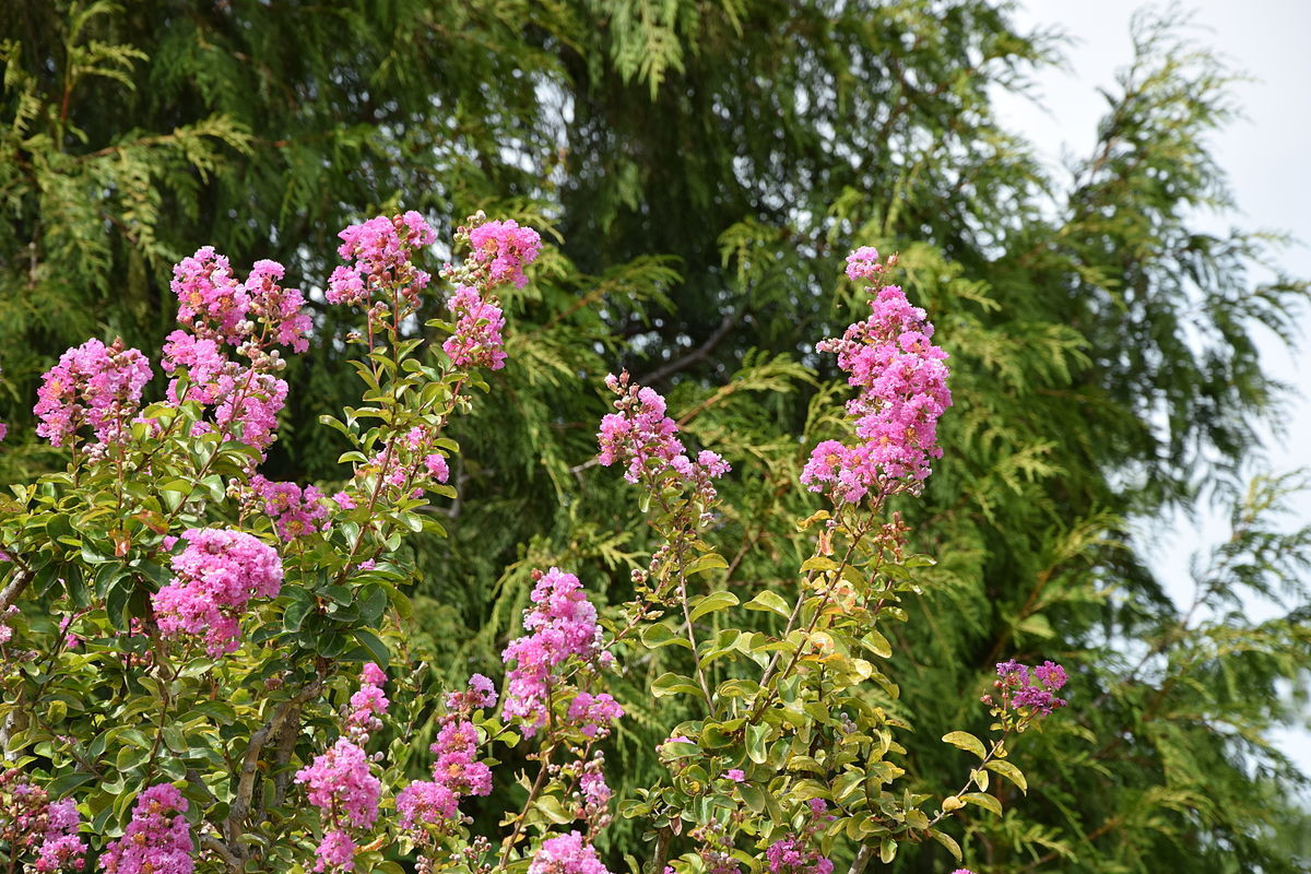 Cây tường vi (Lagerstroemia indica) là loài cây bản địa ở Đông Bắc Á. Chúng được ưa chuộng trong các khu vườn nhờ dáng đẹp và những chùm hoa rực rỡ đơm liên tục trong 4 tháng.