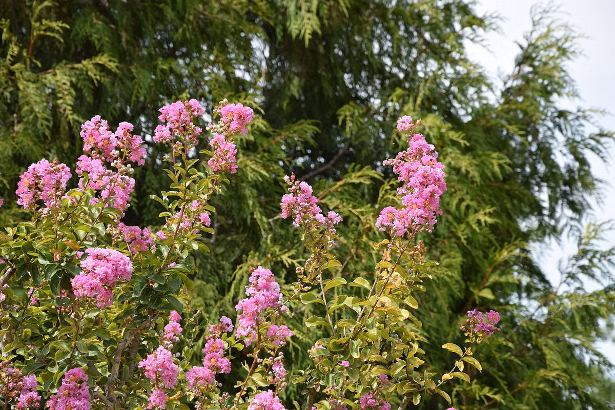 Cây tường vi (Lagerstroemia indica) là loài cây bản địa ở Đông Bắc Á. Chúng được ưa chuộng trong các khu vườn nhờ dáng đẹp và những chùm hoa rực rỡ đơm liên tục trong 4 tháng.