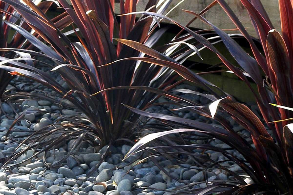 Cây hồng phúc vũ (Cordyline australia) là loài thực vật bản địa của khu vực Tây Thái Bình Dương. Loài cây cảnh lá đỏ này từng là nguồn thức ăn quan trọng của người Maori ở New Zealand.