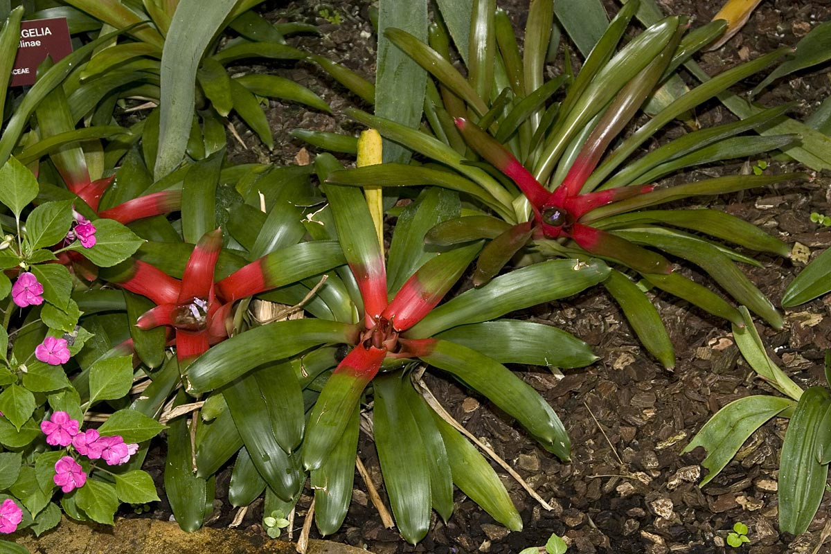 Dứa hồng tâm (Neoreglia carolinae) có nguồn gốc từ rừng rậm ở Brazil. Khi hoa nở, các lá trung tâm của loài cây cảnh này sẽ chuyển sang màu đỏ thẫm bắt mắt.