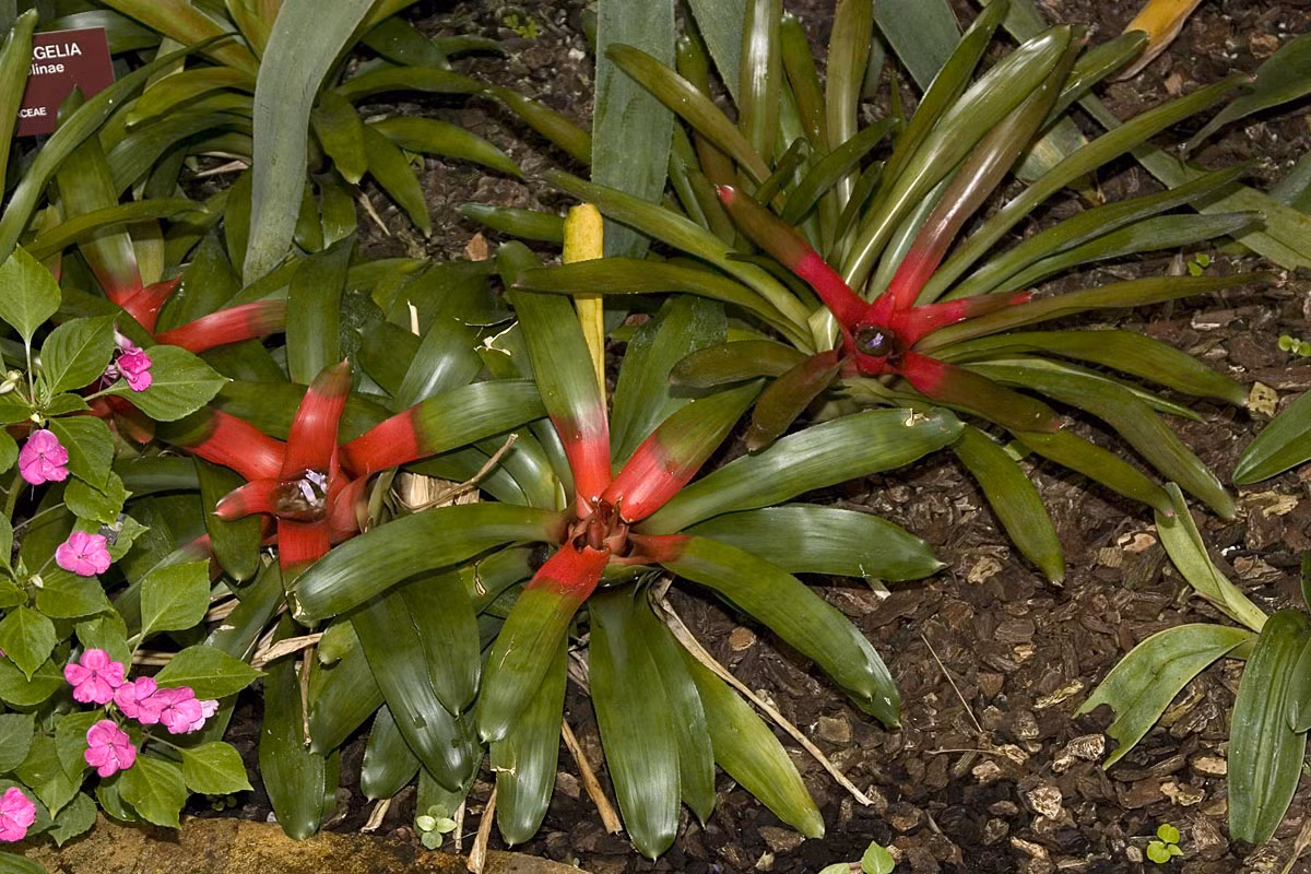 Dứa hồng tâm (Neoreglia carolinae) có nguồn gốc từ rừng rậm ở Brazil. Khi hoa nở, các lá trung tâm của loài cây cảnh này sẽ chuyển sang màu đỏ thẫm bắt mắt.