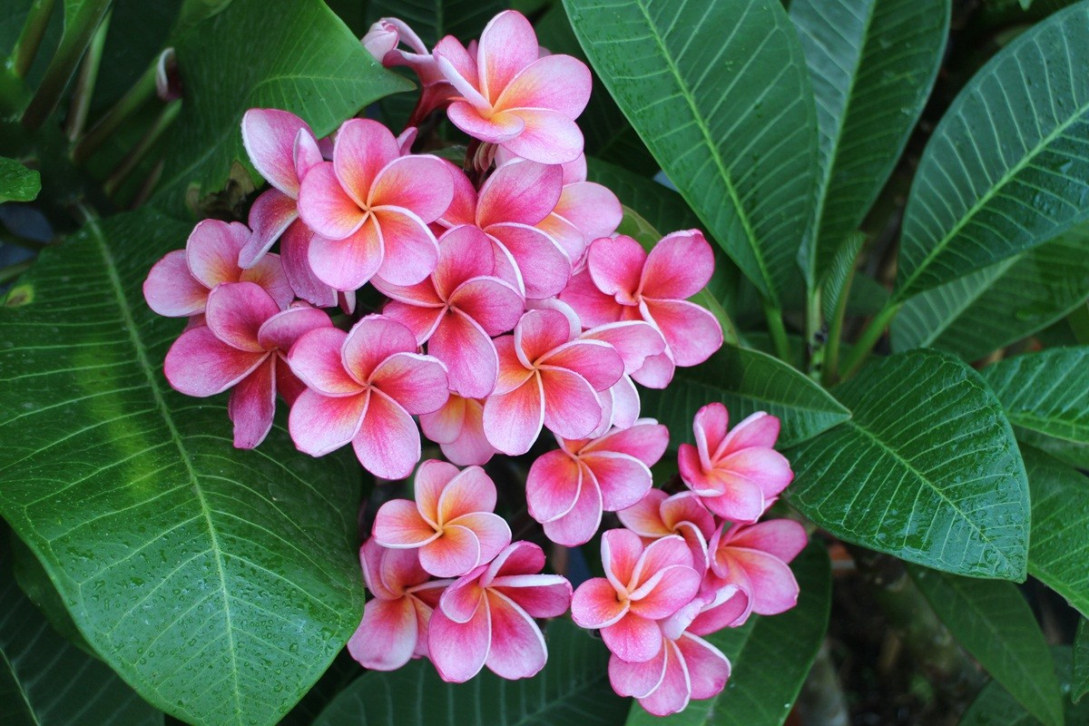 Cây đại hoa đỏ (Plumeria rubra) là loài cây bản địa của khu vực Trung Mỹ. Trong tự nhiên, hương thơm vào ban đêm của những bông hoa thu hút ngài nhân sư đến thụ phấn cho loài cây cảnh này.