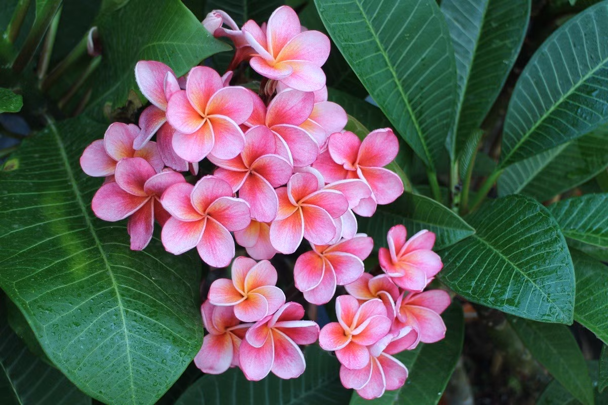 Cây đại hoa đỏ (Plumeria rubra) là loài cây bản địa của khu vực Trung Mỹ. Trong tự nhiên, hương thơm vào ban đêm của những bông hoa thu hút ngài nhân sư đến thụ phấn cho loài cây cảnh này.
