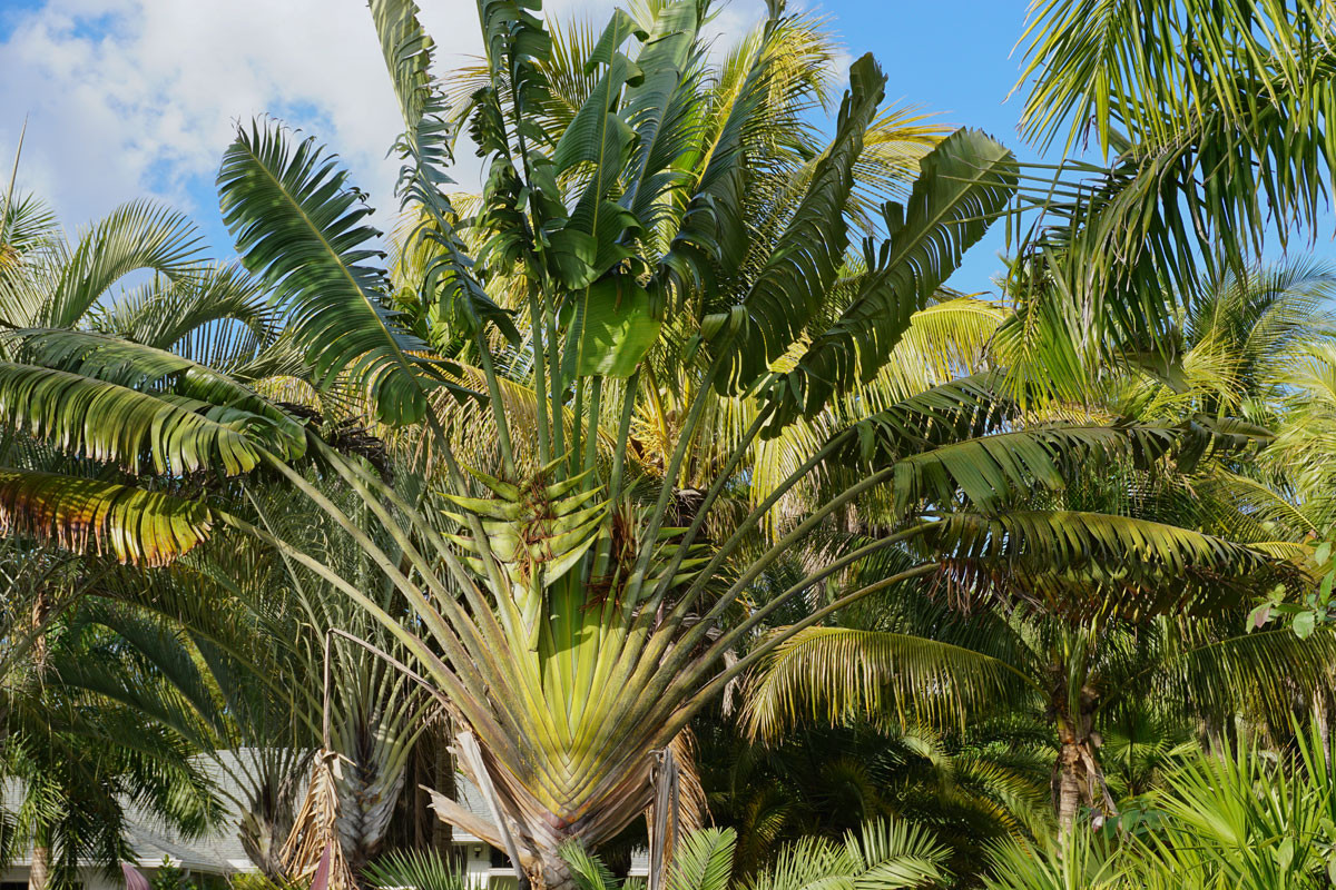 Cây chuối rẻ quạt (Ravenala madagascariensis) là loài bản địa ở các cánh rừng thưa Madagascar. Trong sinh cảnh tự nhiên, chúng được thụ phấn bởi loài vượn cáo.