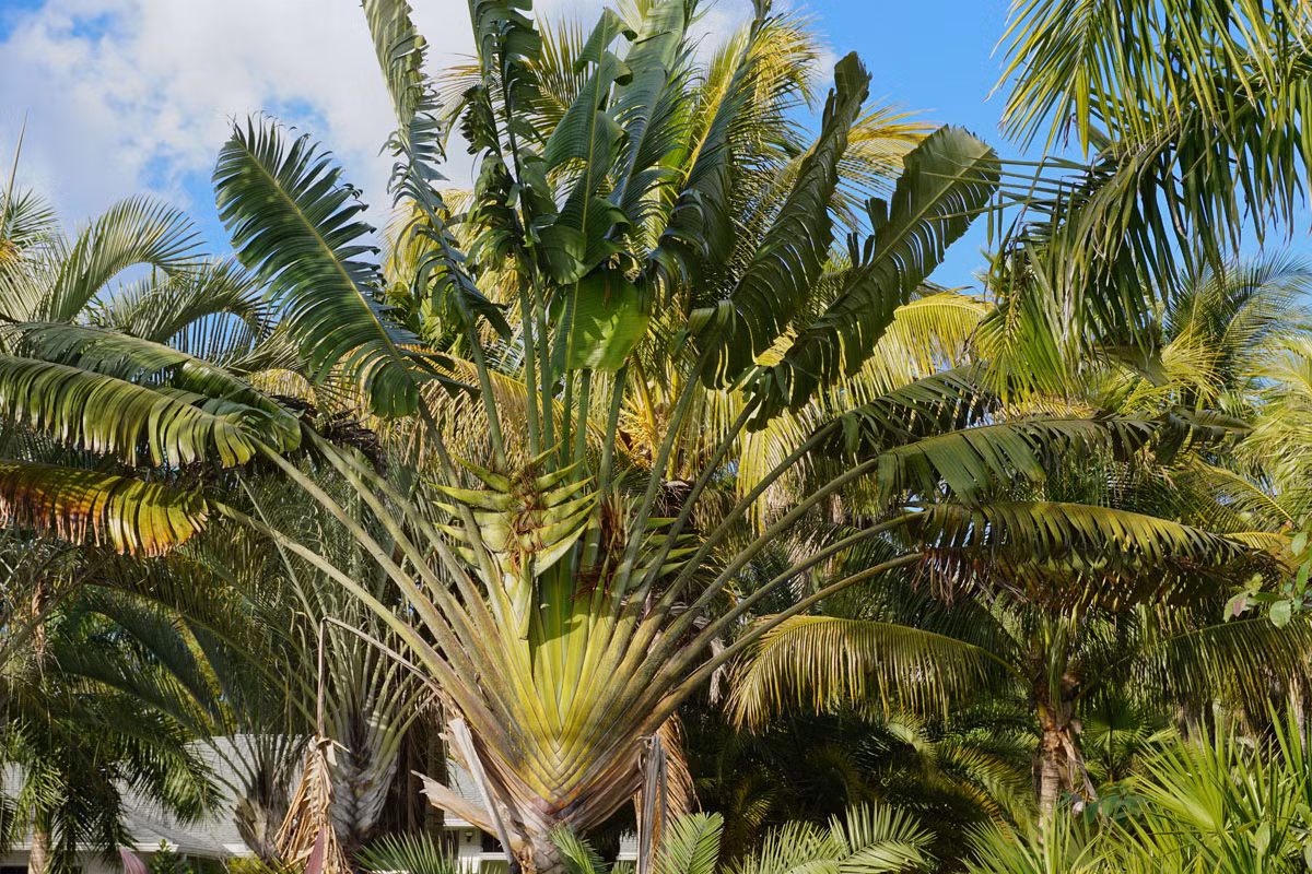 Cây chuối rẻ quạt (Ravenala madagascariensis) là loài bản địa ở các cánh rừng thưa Madagascar. Trong sinh cảnh tự nhiên, chúng được thụ phấn bởi loài vượn cáo.