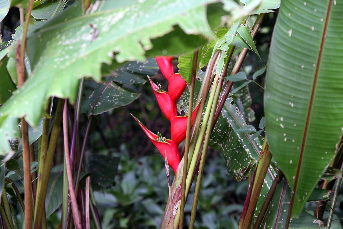 Cây chuối pháo (Heliconia stricta) có nguyên quán ở khu vực phía Bắc lục địa Nam Mỹ. Trong tự nhiên, chúng được thụ phấn nhờ các loài chim ruồi hút mật.
