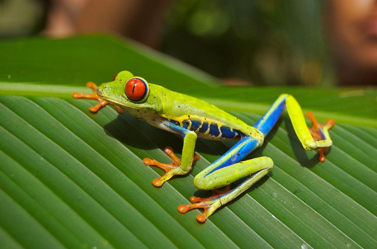Nhái mắt đỏ (Agalychnis callidryas) dài 4-7 cm, sống ở các khu rừng mưa nhiệt đới của Trung Mỹ. Leo trèo giỏi, chúng thường giao phối trên những cây nhô ra trên mặt nước. Khi nở từ đám trứng bám trên lá, nòng nọc sẽ rơi xuống nước.