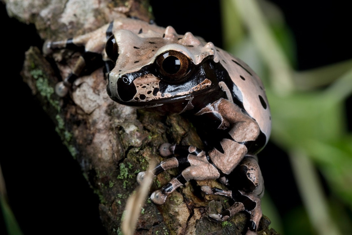 Nhái đầu xương (Anotheca spinosa) dài 6-8 cm, là loài nhái bản địa ở Mexico và Trung Mỹ. Chúng có những mấu xương đặc trưng sau đầu, sống trong những cây họ dứa hay chuối và đẻ trứng trong hõm chứa nước của các cây này.