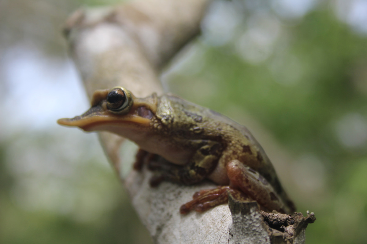 Nhái đầu xẻng Yucatan (Triprion petasatus) dài 5-7,5 cm, sống trong những khu rừng đất thấp ở Mexico và Trung Mỹ. Loài lưỡng cư này có cái đầu kỳ lạ này trốn trong những hốc cây và dùng chỏm xương lồi trên đầu để bịt kín khe hở.