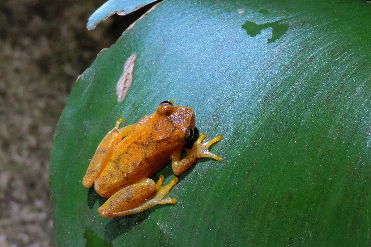 Nhái đầu nhỏ (Dendropsophus microcephalus) dài 2-3 cm, phân bố ở Trung Mỹ, Nam Mỹ và Trinidad. Loài này sinh sản trong các vũng nước. Chúng có màu vàng vào ban ngày và nâu đỏ vào ban đêm.