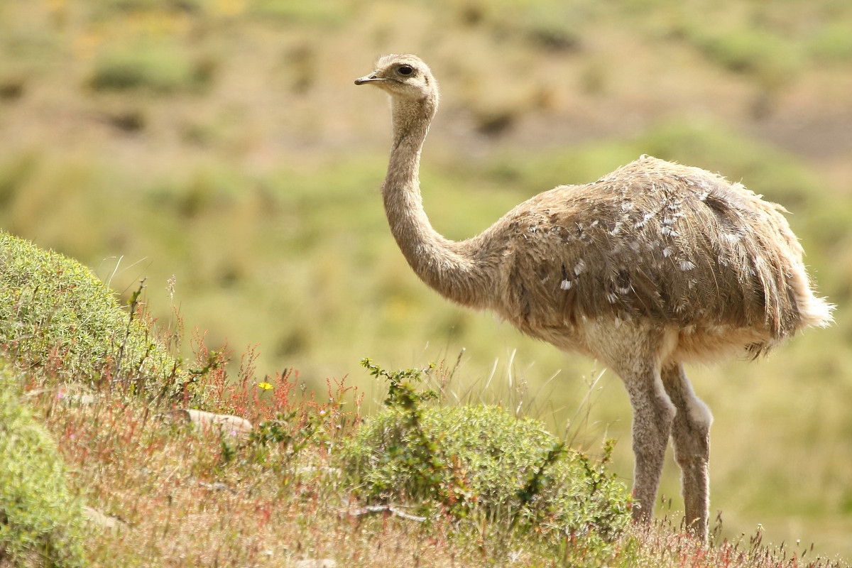 Đà điểu Nam Mỹ nhỏ (Pterocnemia pennata) cao 92-100 cm, sống theo đàn nhỏ ở phía Nam dãy Andes và Patagonia. Chúng có cánh khá lớn so với họ hàng là đà điểu Nam Mỹ lớn. Ảnh: eBird.